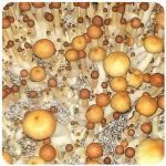 Псилоцибиновые (галлюциногенные)  грибы Psilocybin "Golden Teacher" в Беломорске