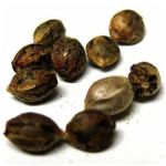 Семена марихуаны АК-47  (Seeds AK-47) в Беломорске